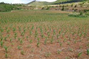 爱恋家乡的土地