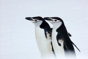 “喜茶”最火的茶饮品牌！也沦落要做这个了