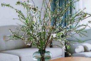 冬天的小花老天给冬天安排了小小的花，紧致，郁香，美好了寒冬