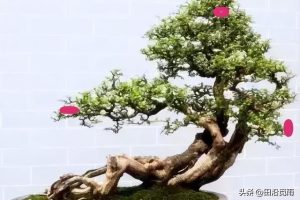 初学盆景，记住3个通用造型规律，有了树桩一眼才能看出适宜造型