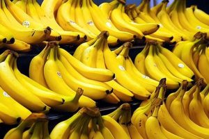 什么是“香蕉瘟疫”？香蕉正迎来灭绝，人类快没得吃了吗？