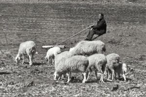 寓言故事牧民与羊儿，你把一生献给了谁？