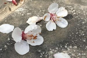 以过客之名，记住那一瓣花瓣飘来的方向