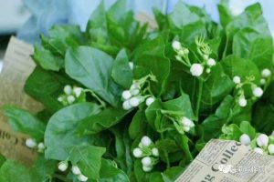 茉莉写作营272期好一朵美丽的茉莉花