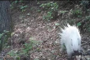 罕见白化豪猪现身内乡宝天曼